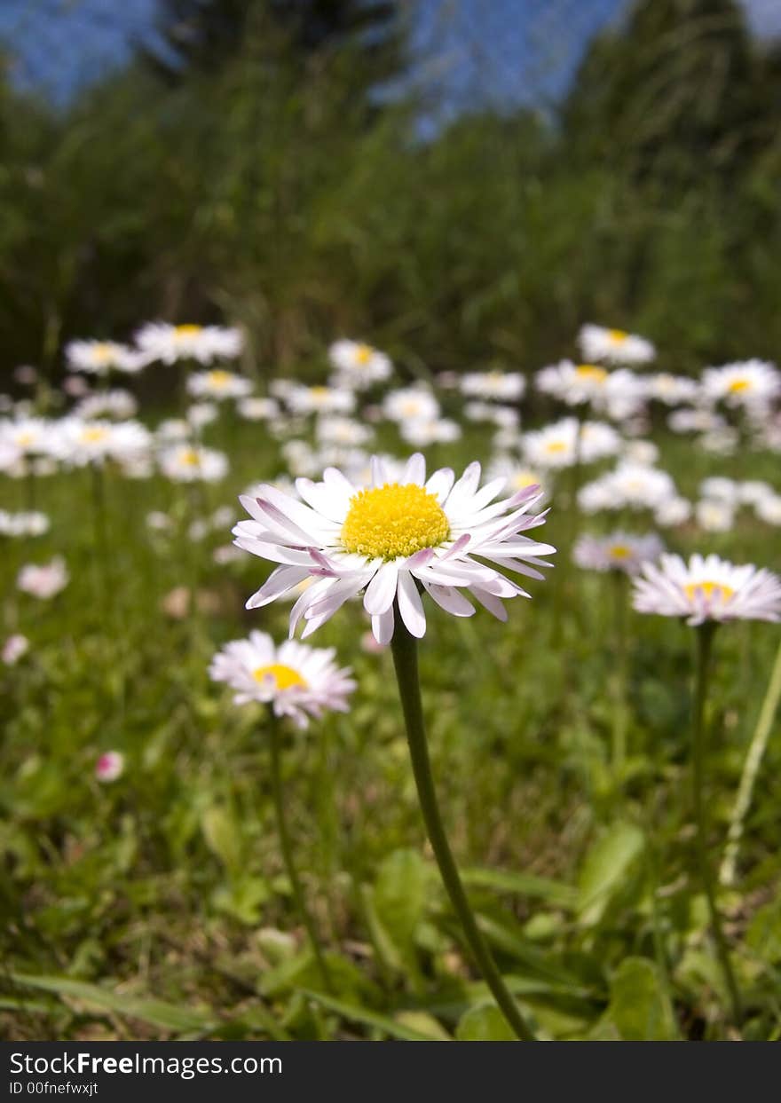 Picture of daisis in green field. Picture of daisis in green field