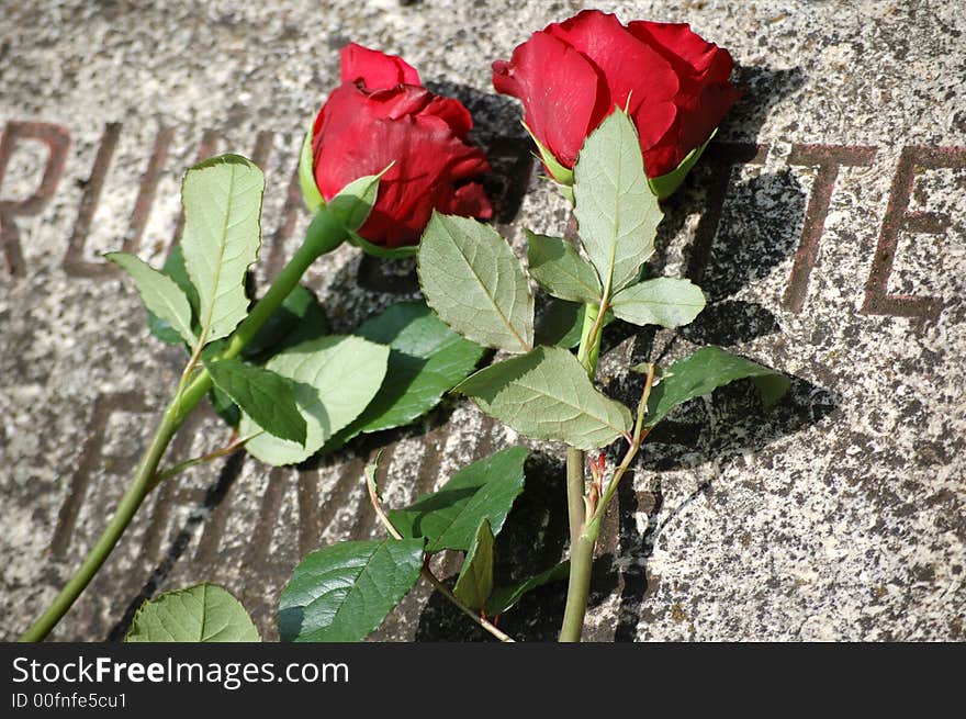 Red rose on a stone background