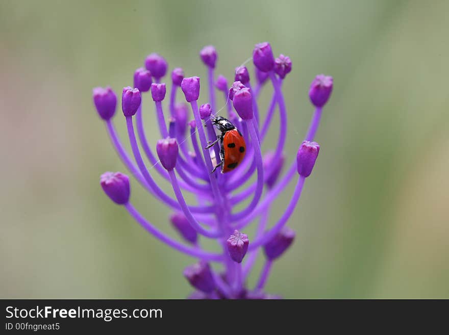 Ladybug on purple flower with blur background. Ladybug on purple flower with blur background