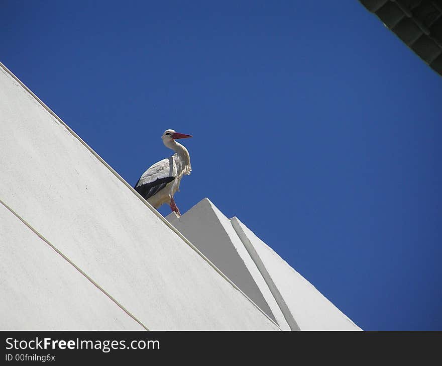 Stork standing on the roof of a modern building. (Faro, Portugal). Stork standing on the roof of a modern building. (Faro, Portugal)