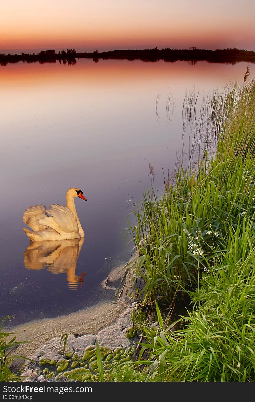 Swan on a lake after sunset