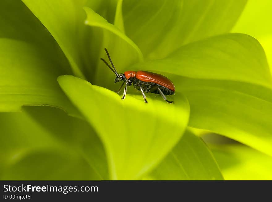 Red lily leaf beetle bug insect on green leafs