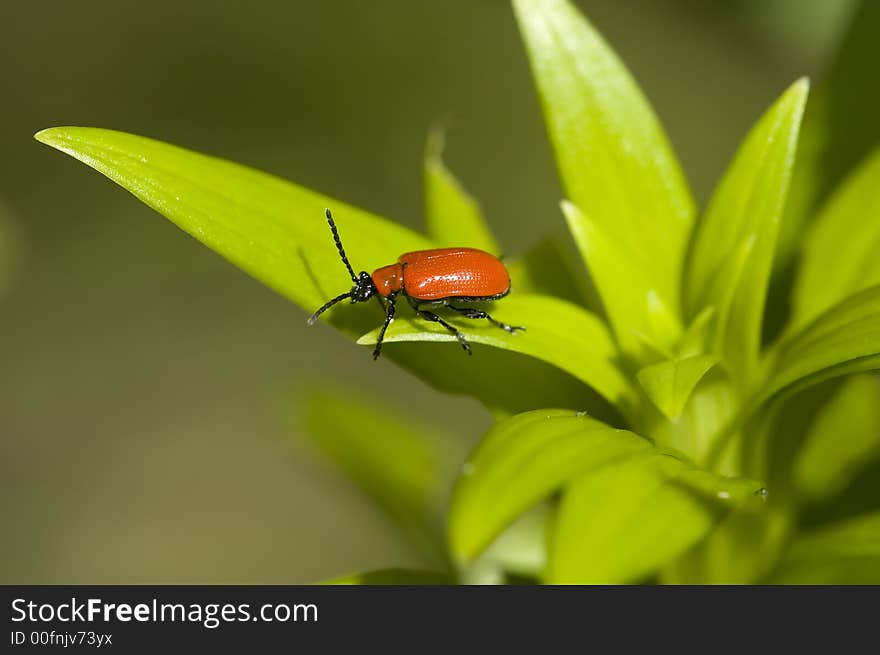 Red lily leaf beetle bug insect on green leafs