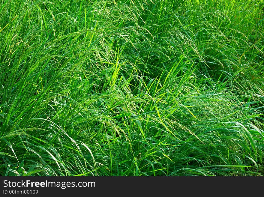 Grass after thunderstorm with drops of rain in rays of sun