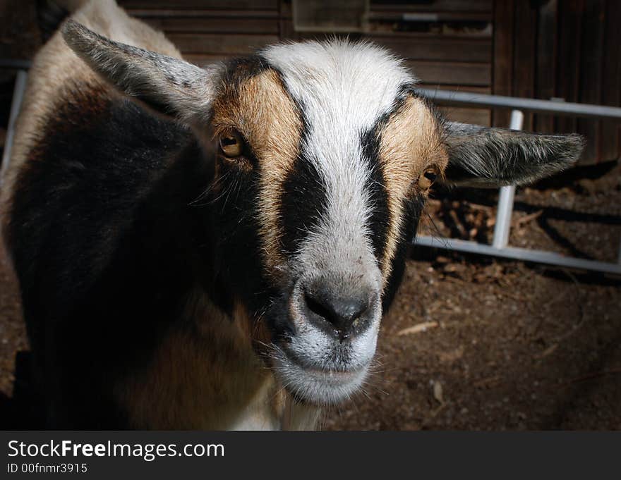 Close up of a goat with stripes on his face. Close up of a goat with stripes on his face.