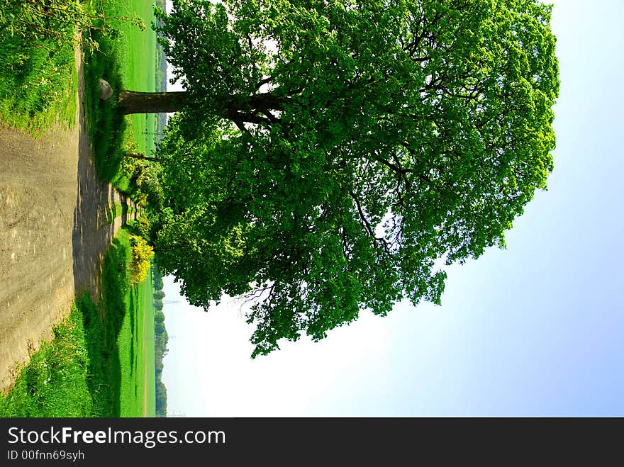 Country road in green landscape. POLAND.