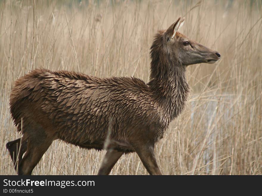 Female Deer