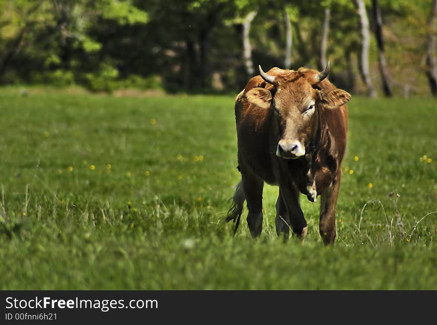 The cow standing in the field. The cow standing in the field.