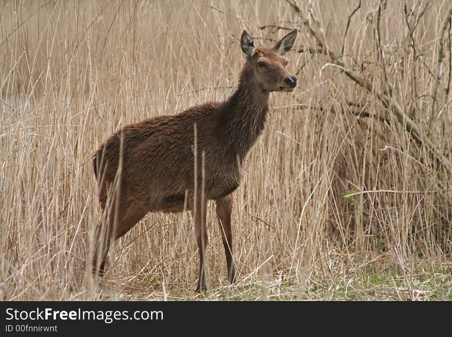 Deer walking around in a nature park