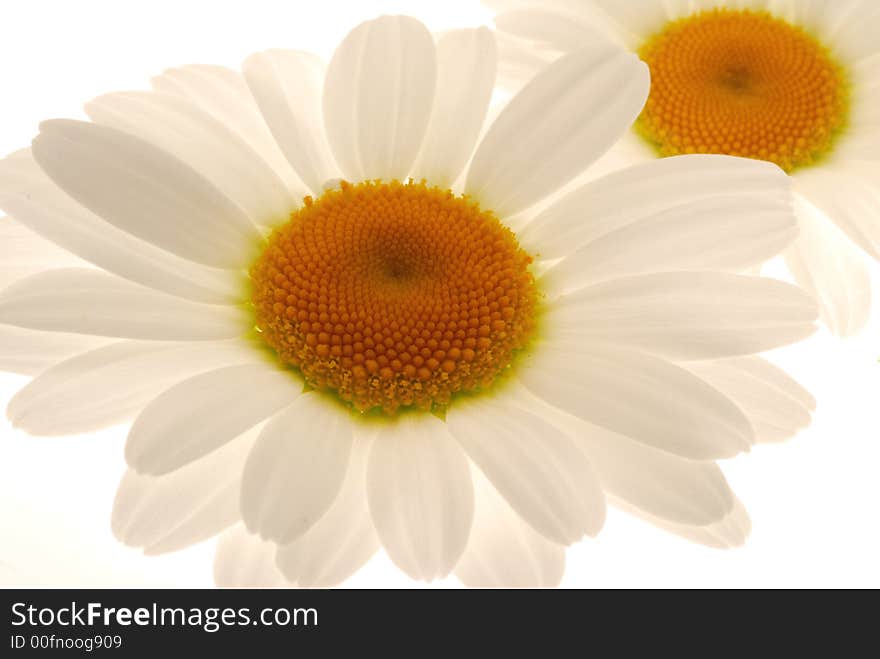 White flowers