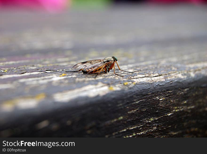 Green headed flying insect on table