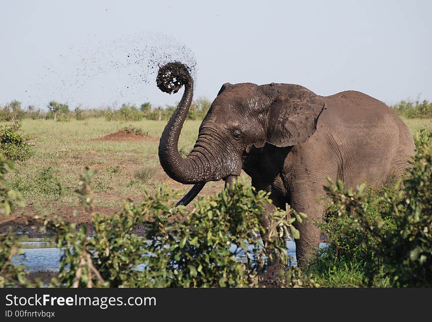 Elephant catharine wheel