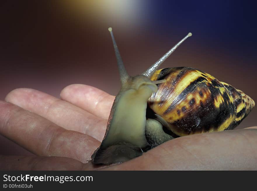 Big garden snail crawling along human hand