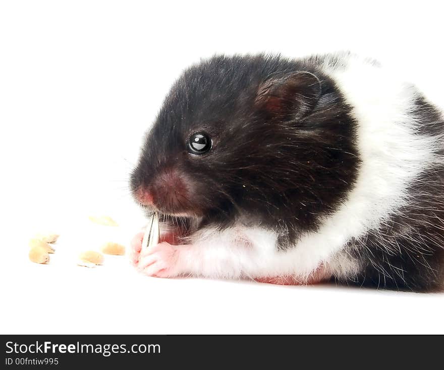 Cute hamster eating sunflower seeds isolated on white