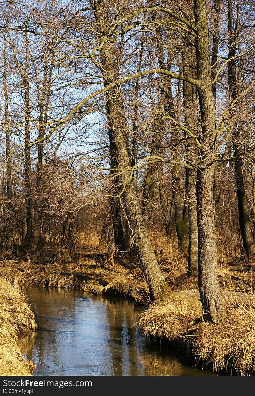 Forest brook