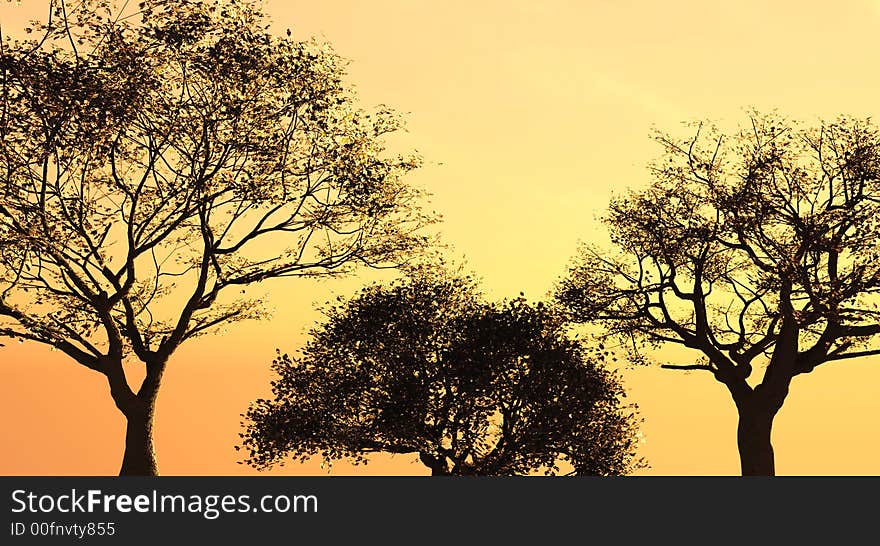 Sunset Trees