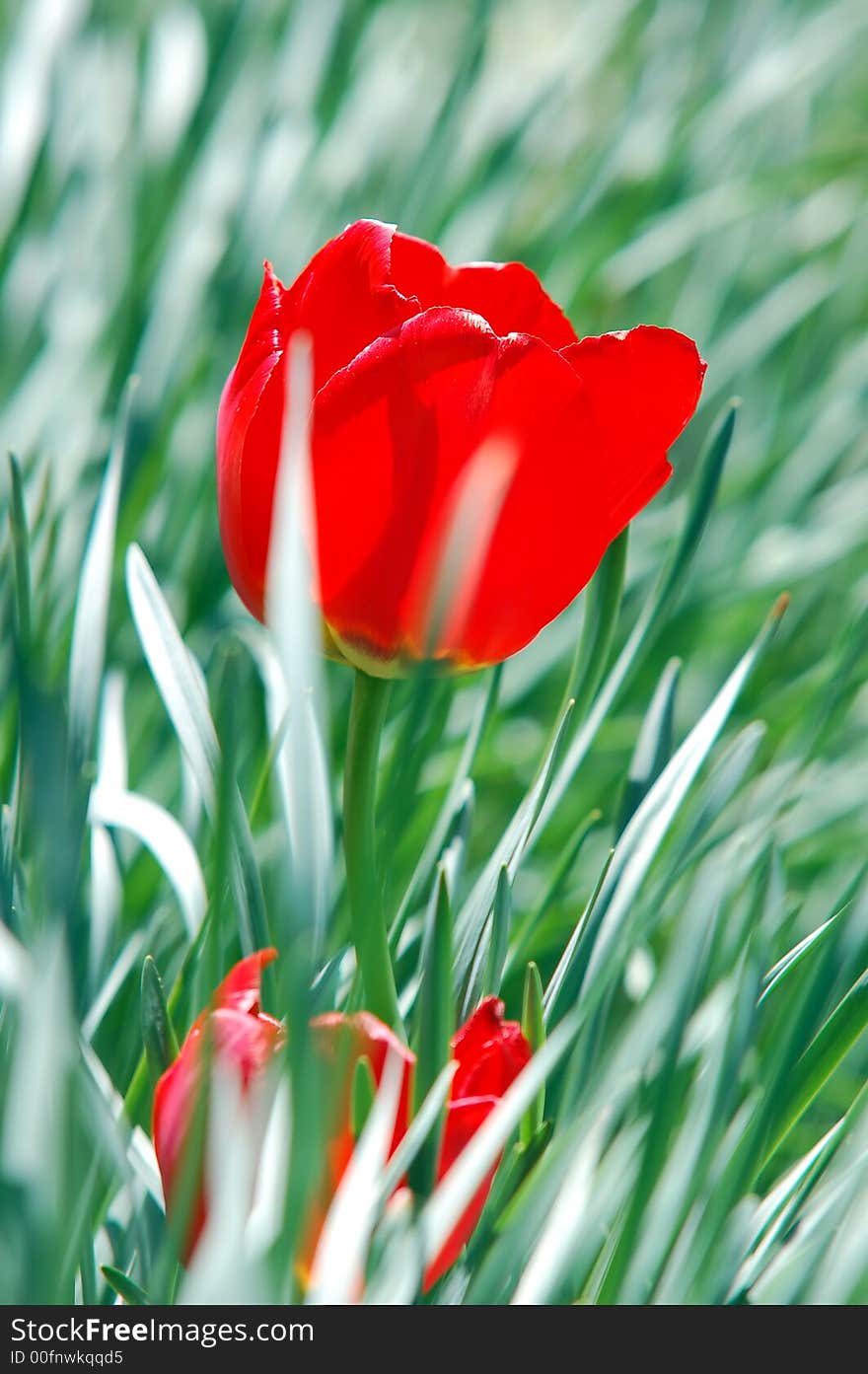 Red Tulip In Grass