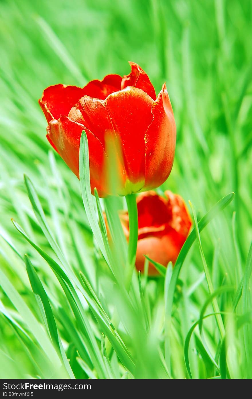 Red tulip in grass