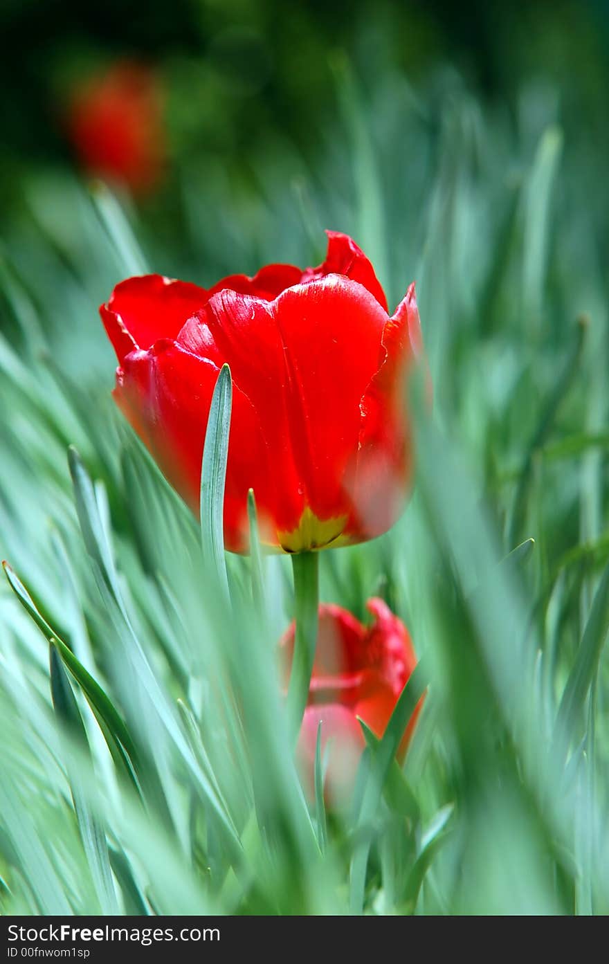 Red Tulip In Grass