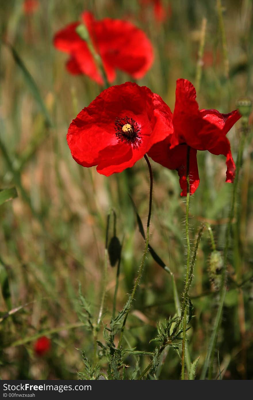 Poppies