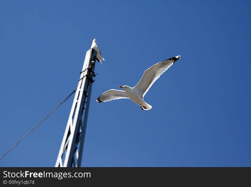 Two seagulls