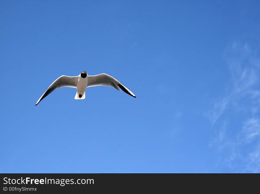 Seagull s look