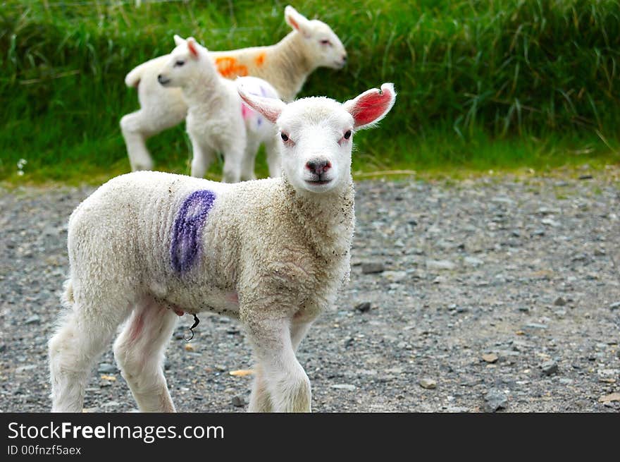 Lambs aged 7 days being moved to another field going past my house. Lambs aged 7 days being moved to another field going past my house.