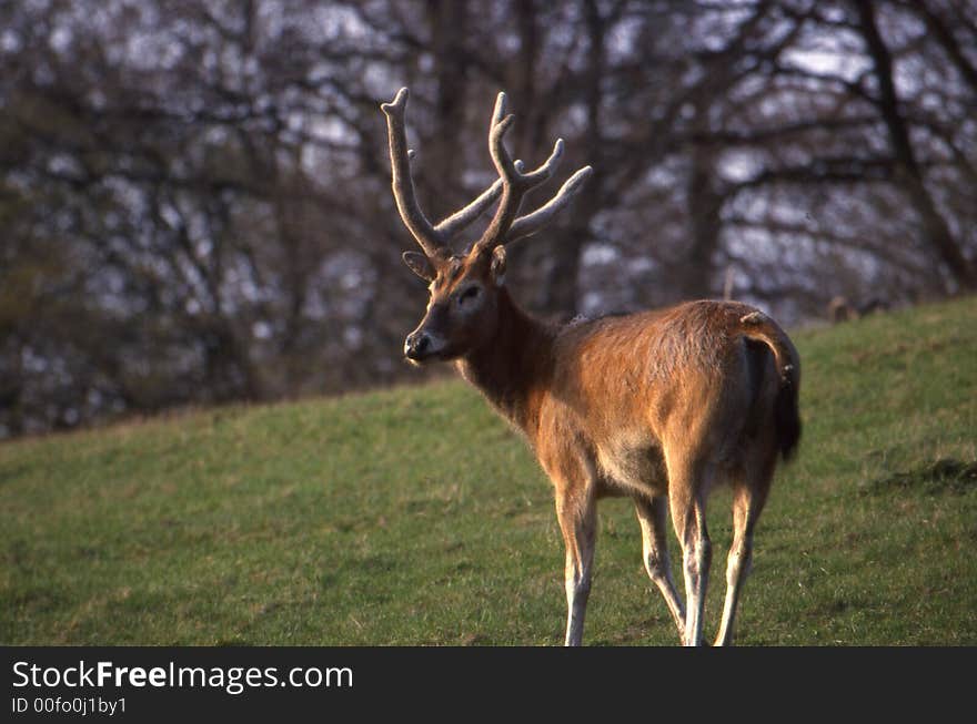 Standing deer in meadow.Deer with antler.