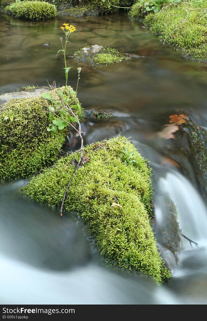 Moss Covered Falls