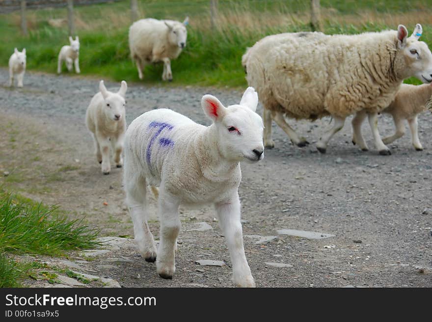 Curious Lamb