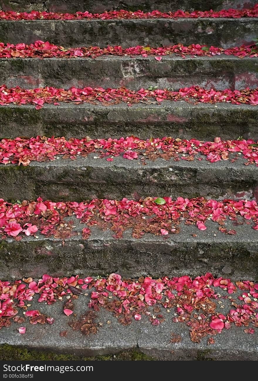 Concrete stairs with fallen red petals. Concrete stairs with fallen red petals