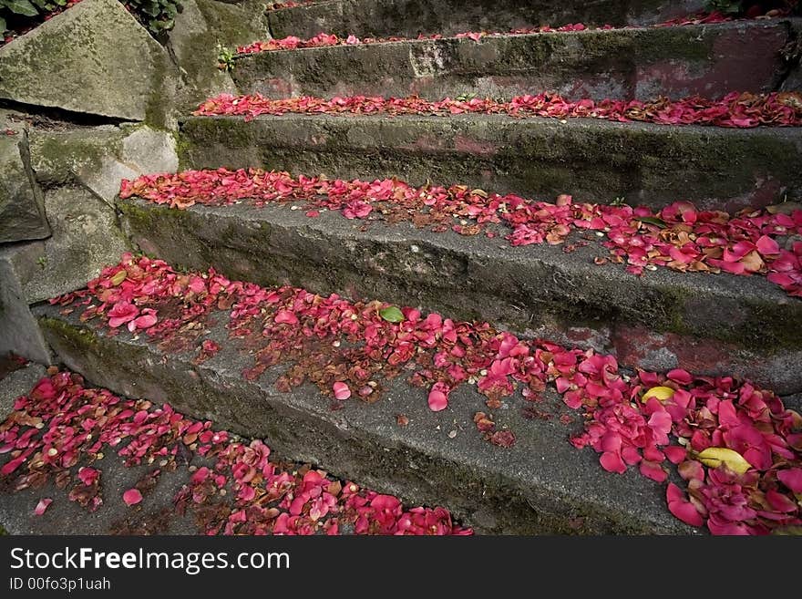 Concrete stairs with fallen red petals