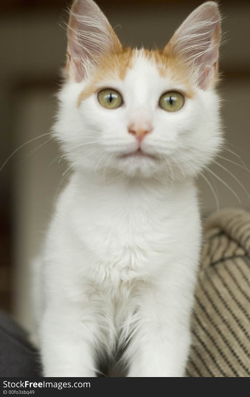 A small white cat with wild hair looking at camera. A small white cat with wild hair looking at camera