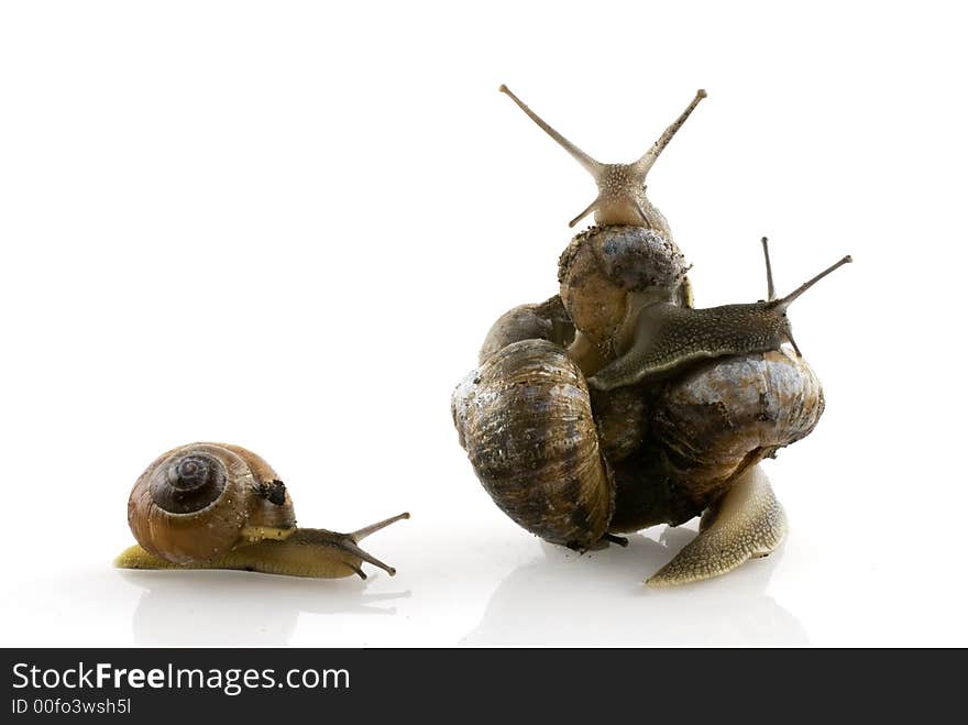 One snail cannot join them, and leave alone. One snail cannot join them, and leave alone