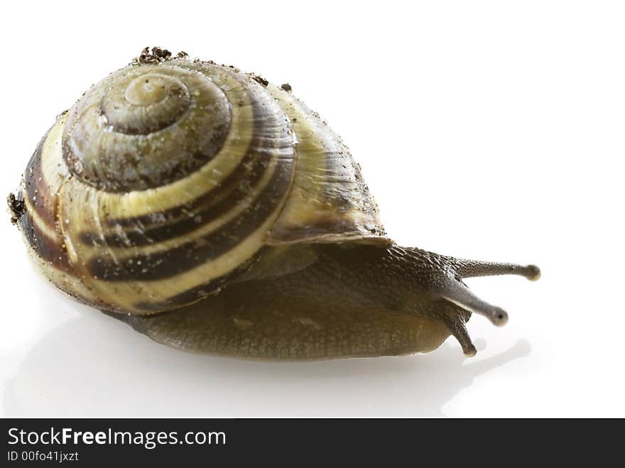 A spiraled roman garden snail with sand on it's shell. A spiraled roman garden snail with sand on it's shell