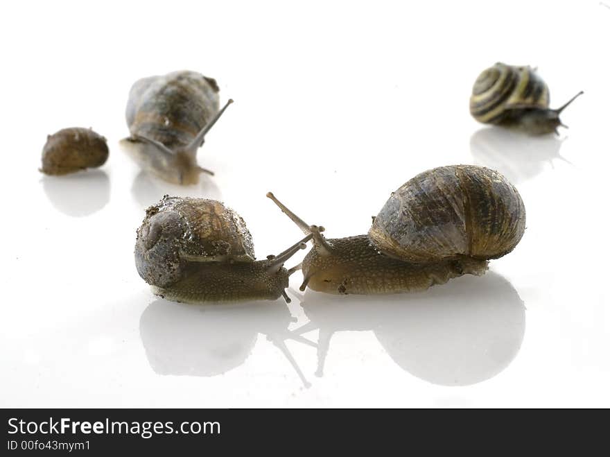 Also snails can love each-other but they keep a lat-relation. Also snails can love each-other but they keep a lat-relation