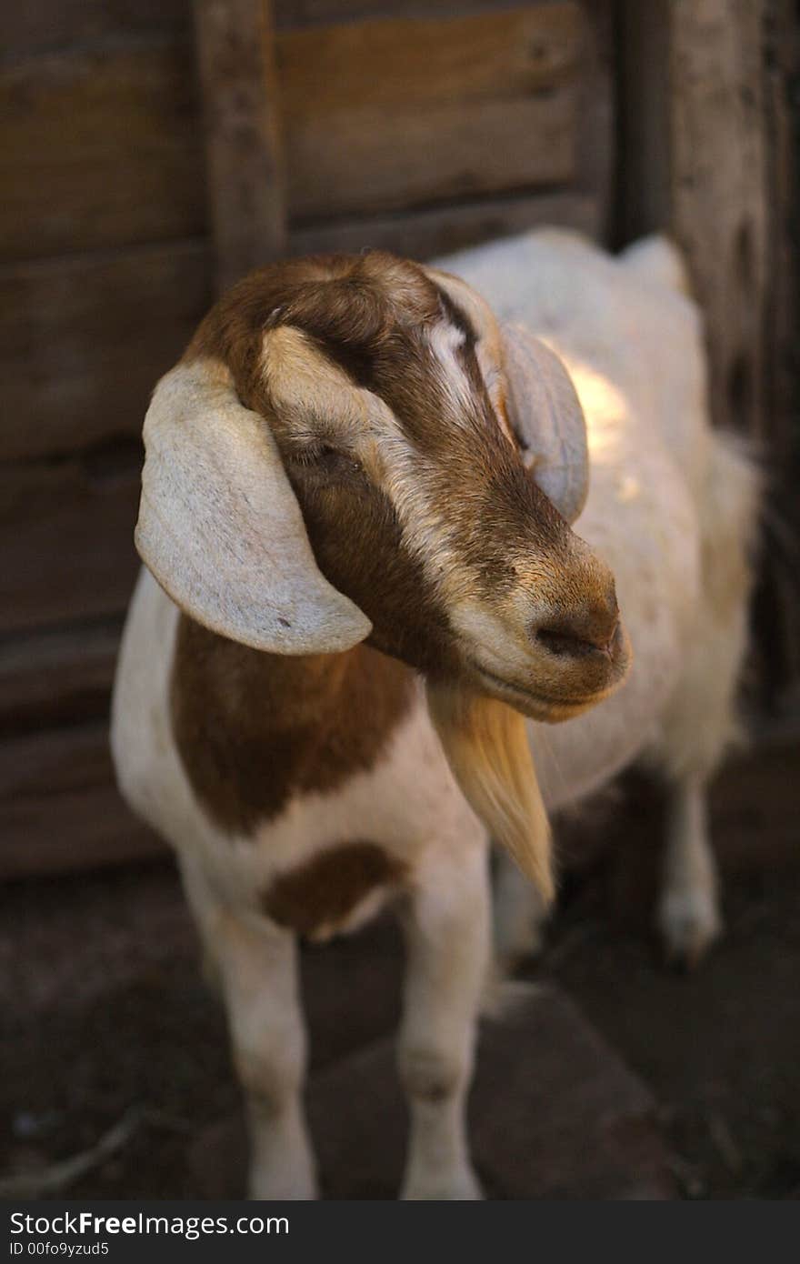 Image of a brown and white goat