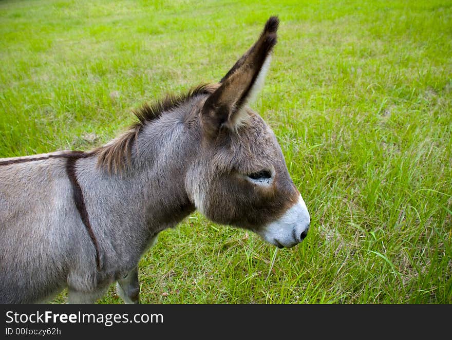 A cute grey brown donkey head with big ears in a green field