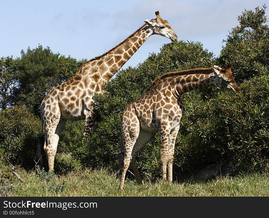 Two giraffes eating leaves from trees