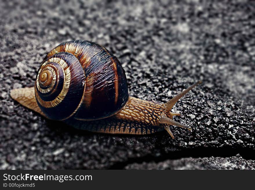 Snail