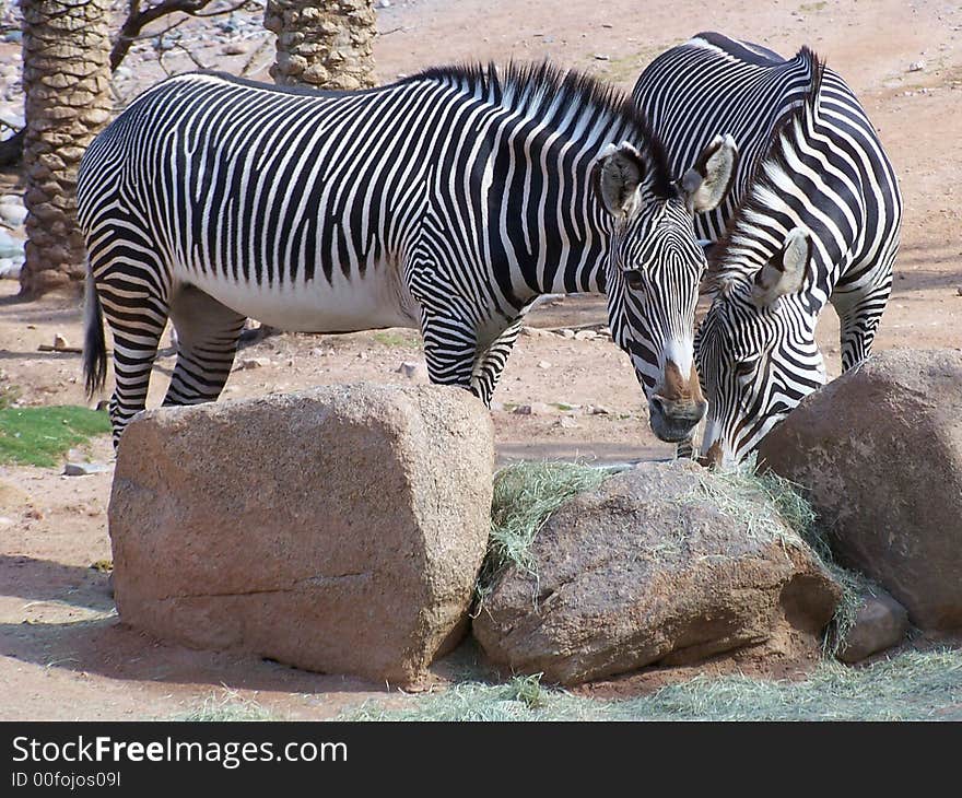 Zebras at feeding rack