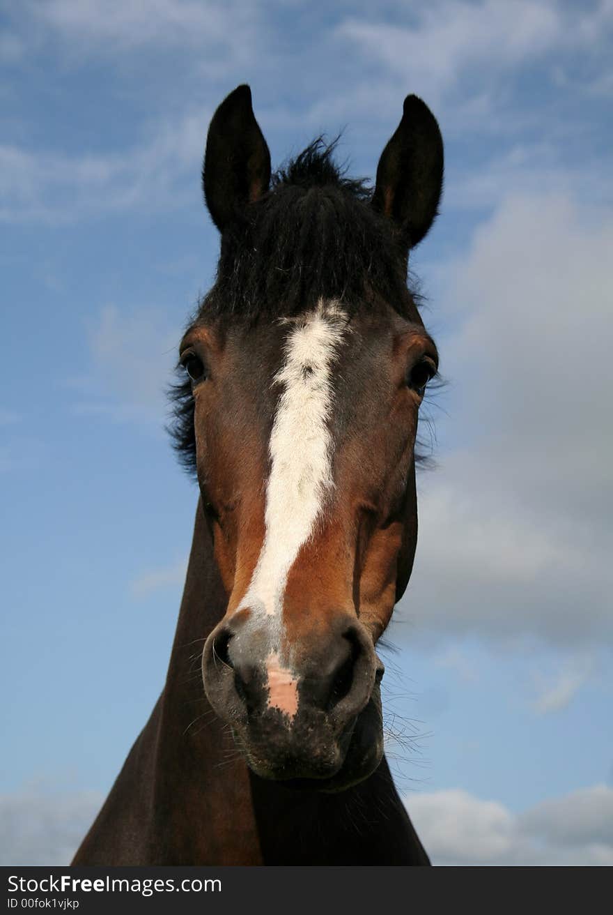 Handsome horsse against a blue sky. Handsome horsse against a blue sky