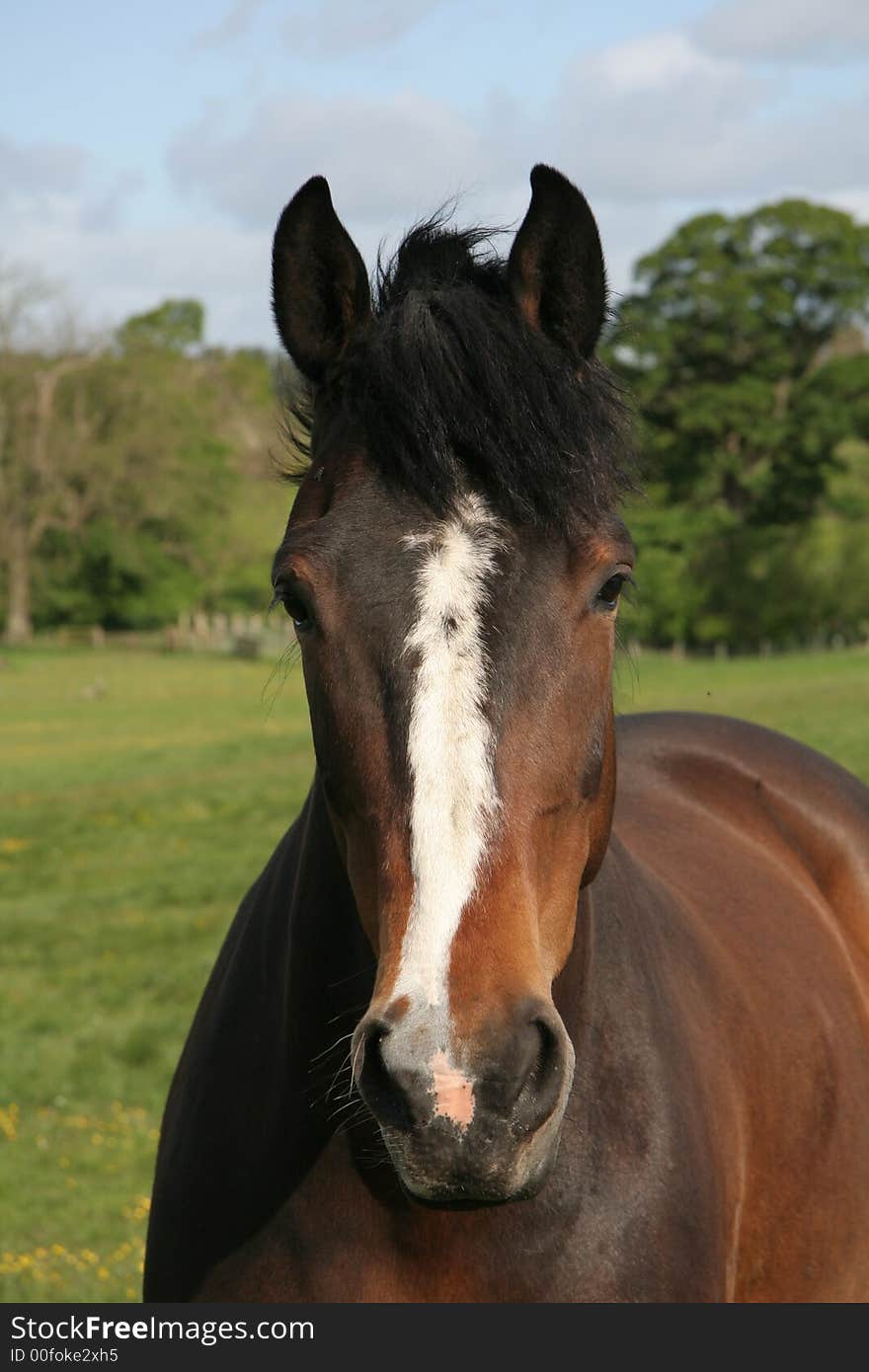 Handsome horse in a field in summer. Handsome horse in a field in summer