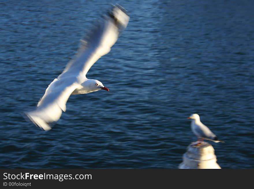 A seagull in flight picture, shot in St. Kilda, Melbourne.