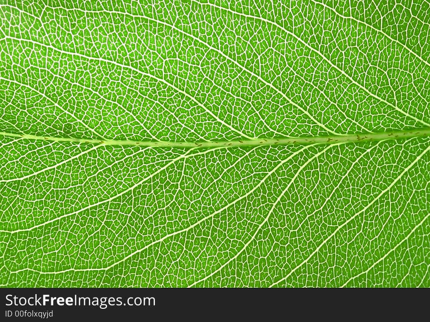 Fresh pear tree leaf