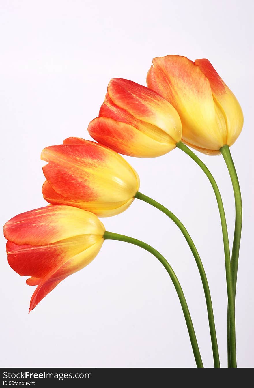 Branch of tulips