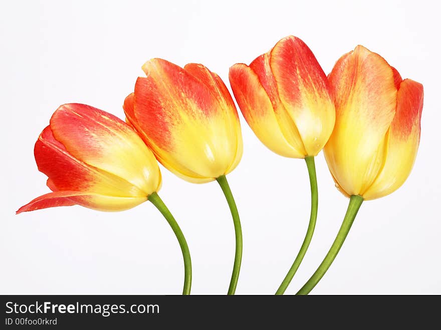 Four tulip flowers on white - horizontal version. Four tulip flowers on white - horizontal version