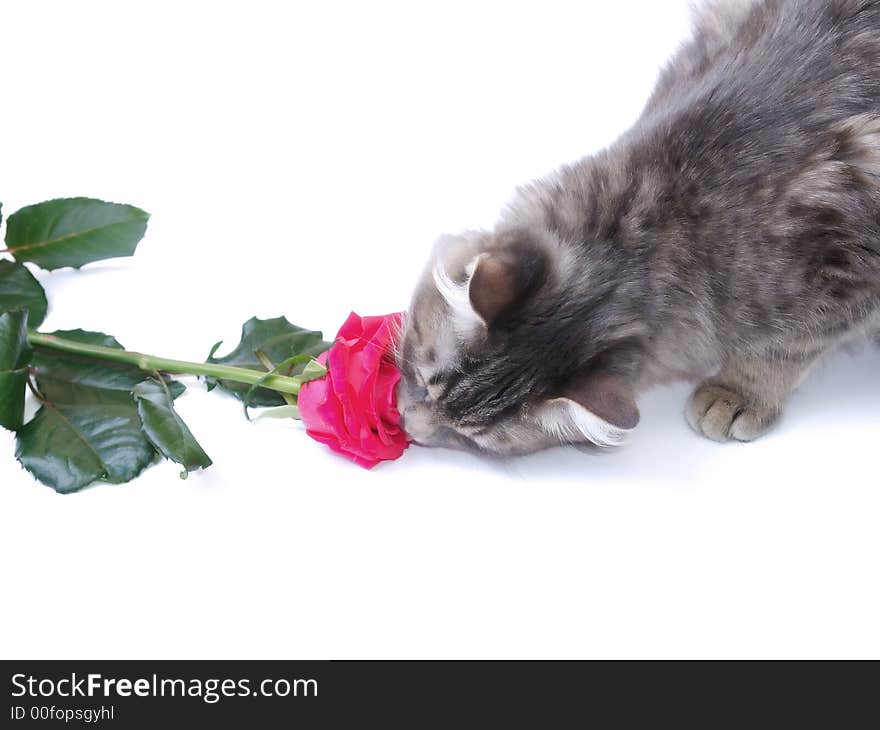 Kitten and a red rose on a white background. Kitten and a red rose on a white background