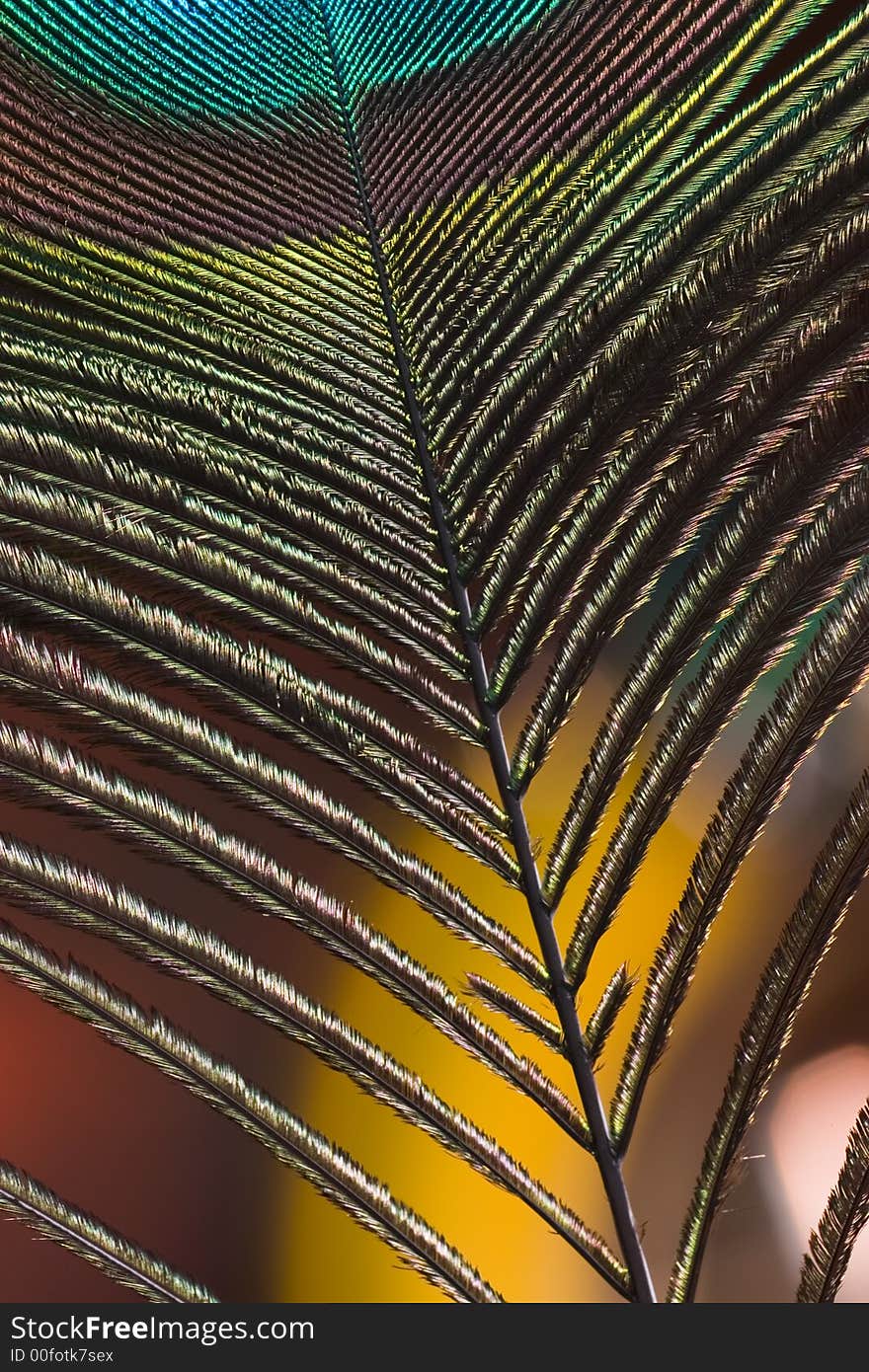 Texture of a peacock feather