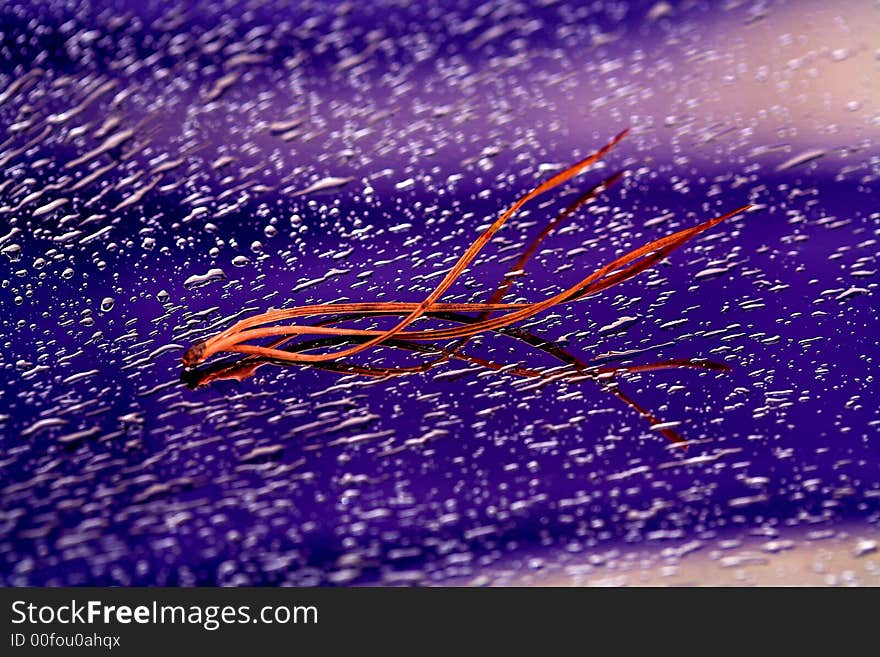 Water drops and pine-needles  on chromium sheet of steel, (studio,halogen light). Water drops and pine-needles  on chromium sheet of steel, (studio,halogen light).